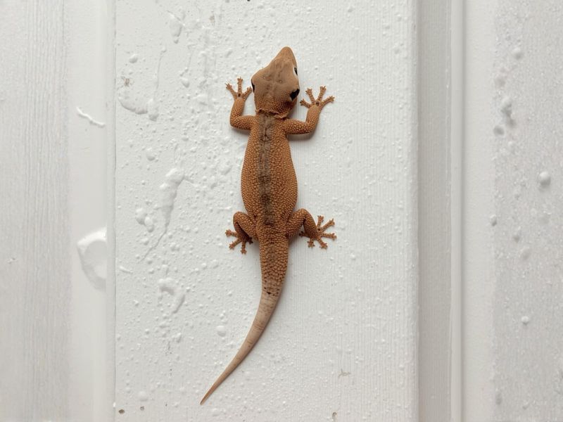 Lizard Control